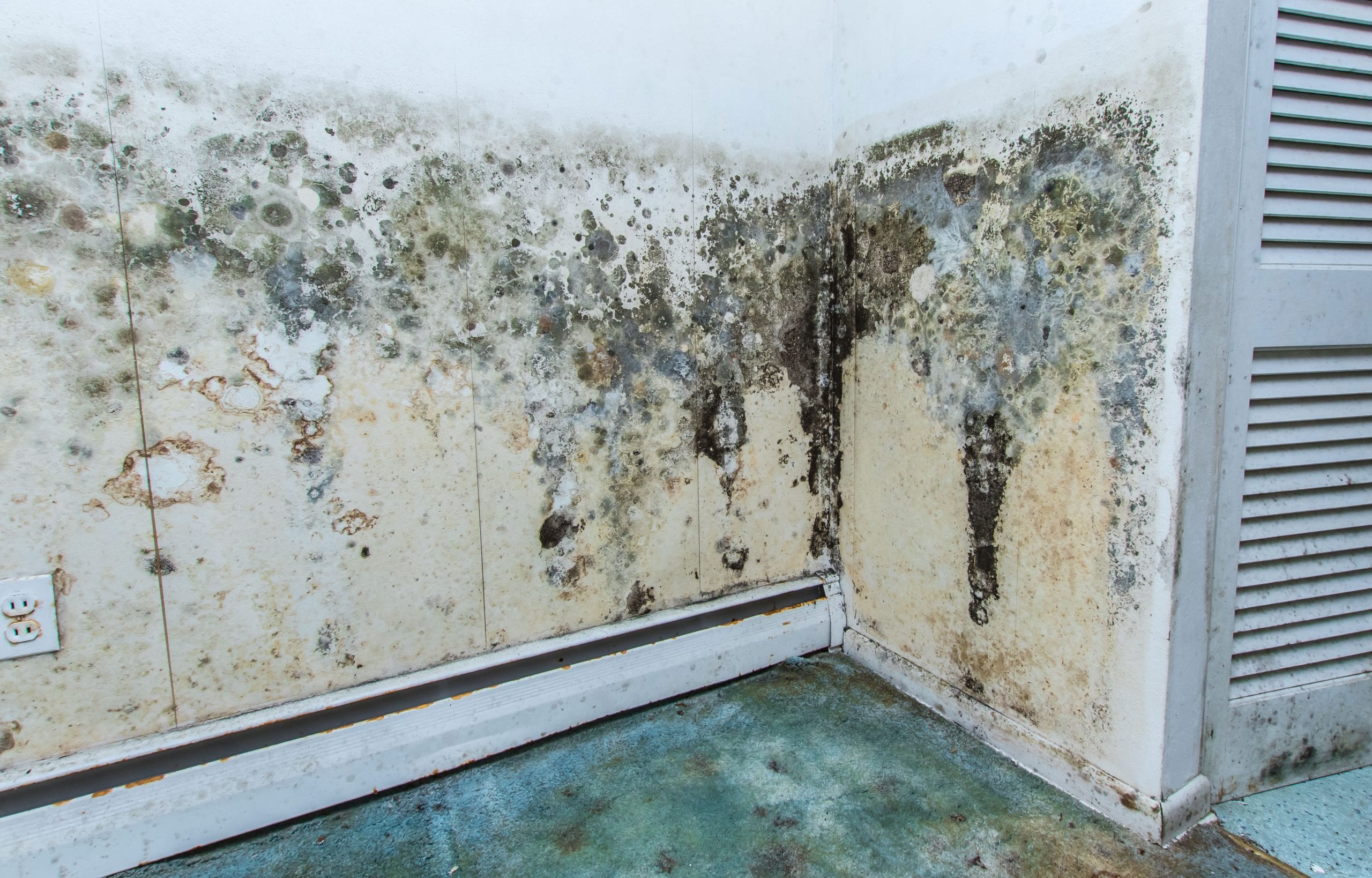 mold removal arvada